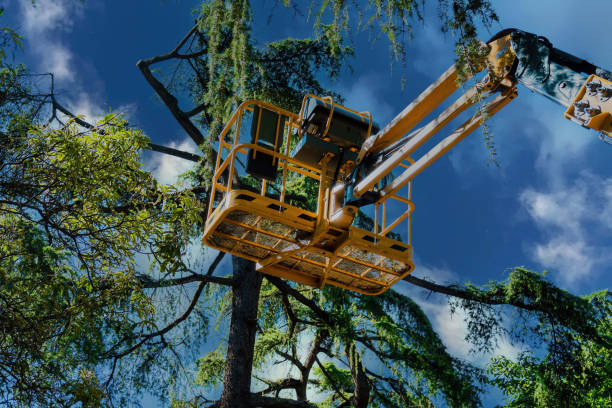 Best Arborist Consultation Services  in Salmon Creek, WA